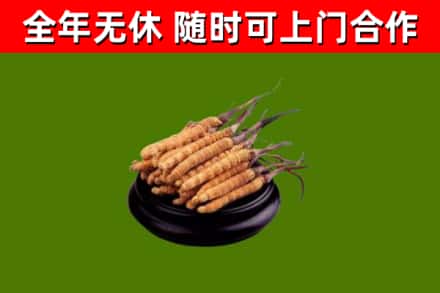 毕节烟酒回收冬虫夏草.jpg
